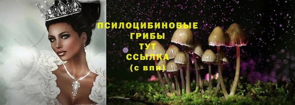 стаф Аркадак