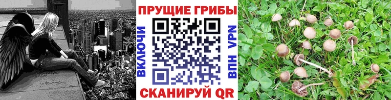 Галлюциногенные грибы ЛСД  Старица 